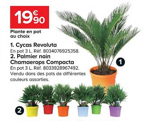 cycas revoluta palmier nain chamaerops compacta