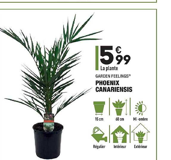 phoenix canariensis garden feelings