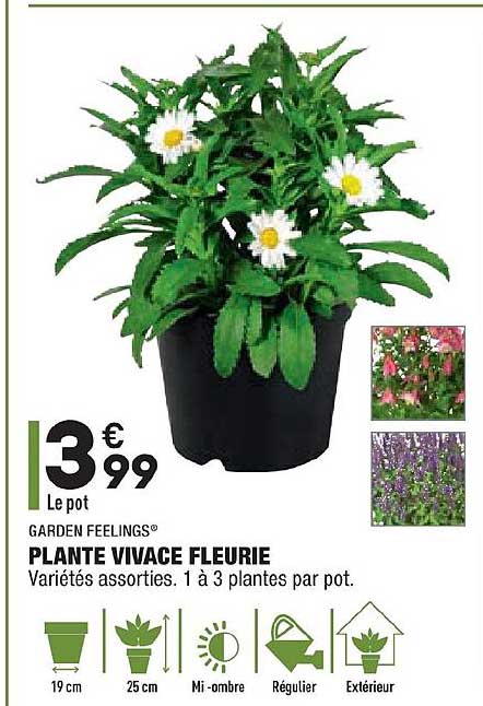 plante vivace fleurie garden feelings