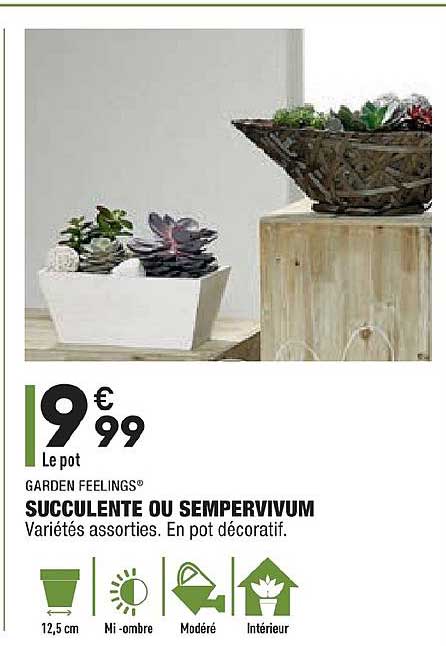 succulente ou sempervivum garden feelings