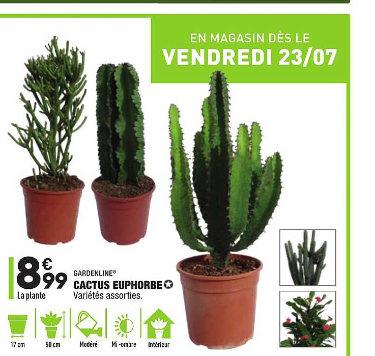 cactus euphorbe gardenline