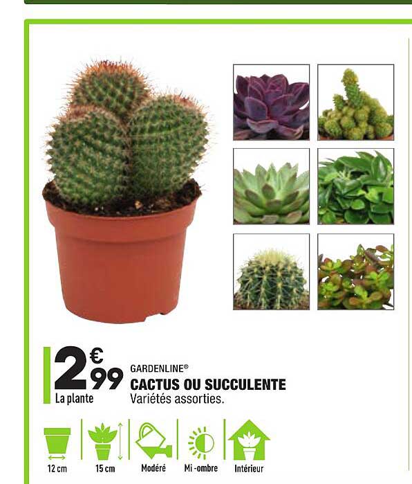 Promo Cactus Ou Succulente Gardenline chez Aldi - iCatalogue.fr