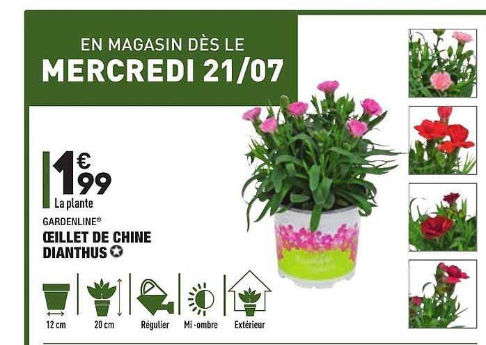 œillet De Chine Dianthus Gardenline