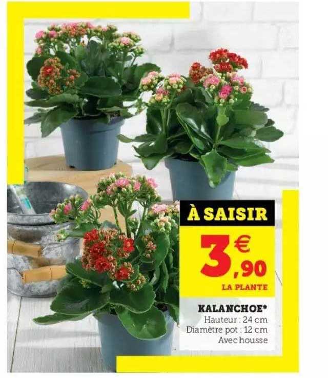 Kalanchoe