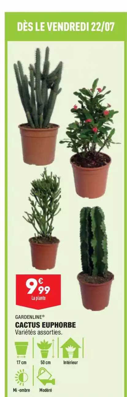 cactus euphorbe gardenline®