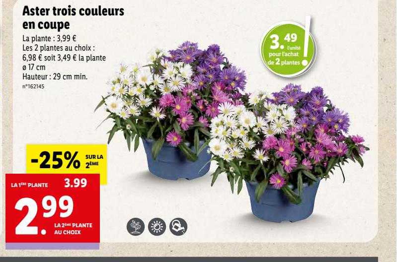 aster trois couleurs en coupe