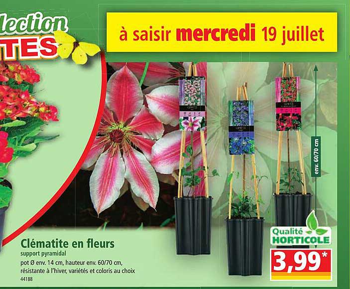 Clématite En Fleurs