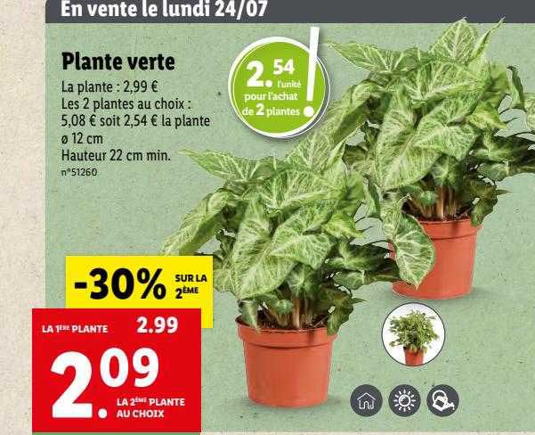 Plante Verte