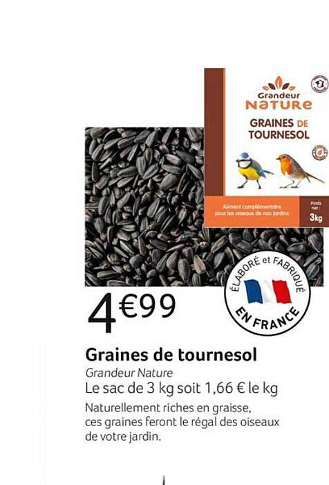 graines de tournesol grandeur nature