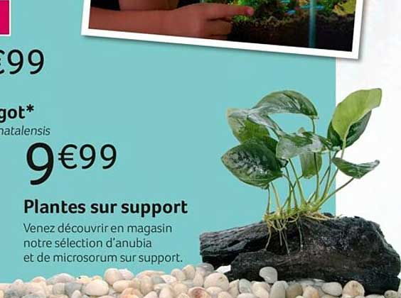Plantes Sur Support