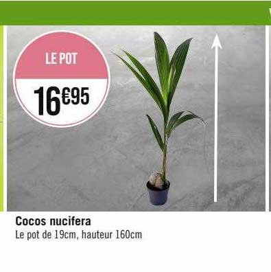 Cocos Nucifera