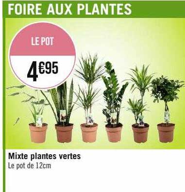 Mixte Plantes Vertes