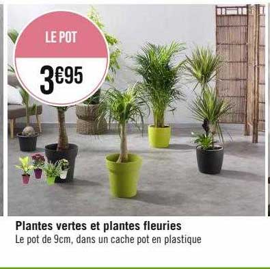 plantes vertes et plantes fleuries