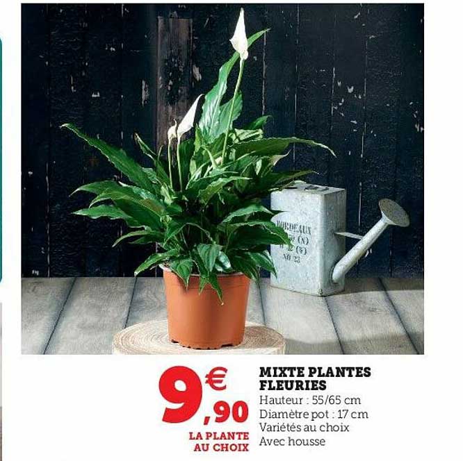 mixte plantes fleuries