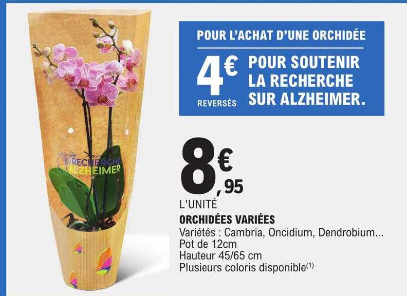 orchidées variées