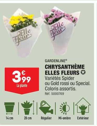 chrysanthème elles fleurs gardenline
