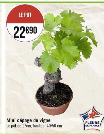 mini cépage de vigne