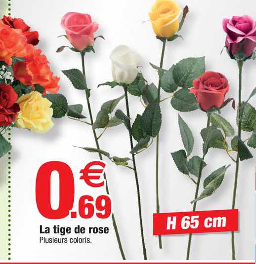 la tige de rose