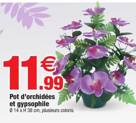 pot d'orchidées et gypsophile