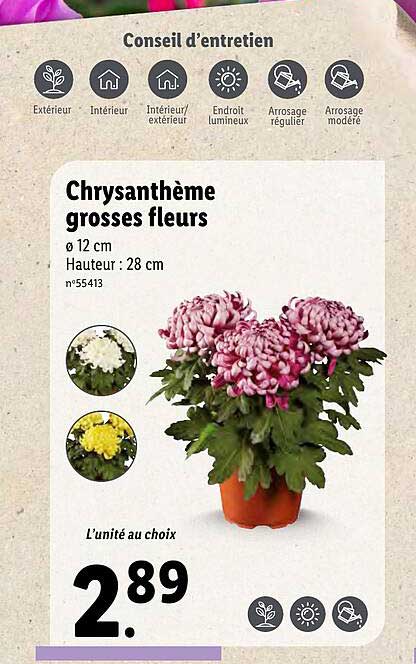 chrysanthème grosses fleurs