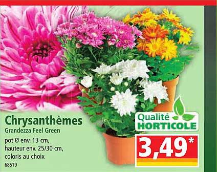 chrysanthèmes grandezza feel green