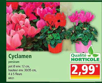 Cyclamen Persicum