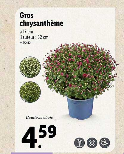 Gros Chrysanthème
