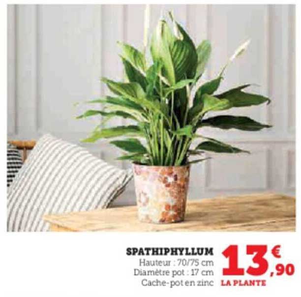 Spathiphyllum