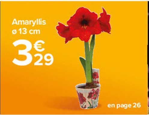 amaryllis