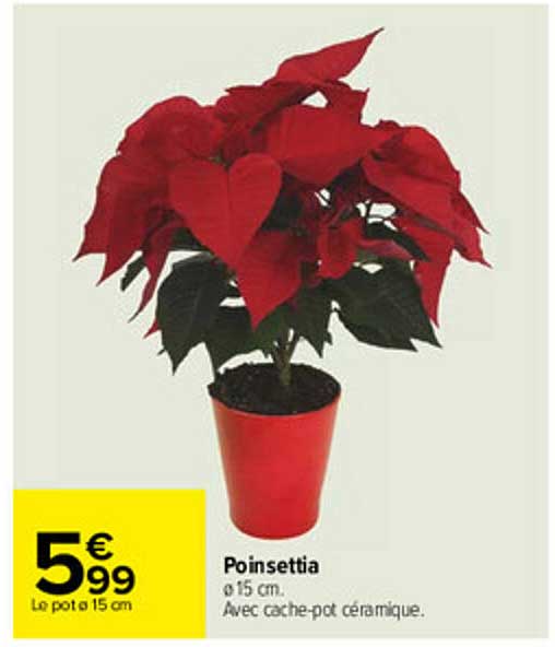 poinsettia