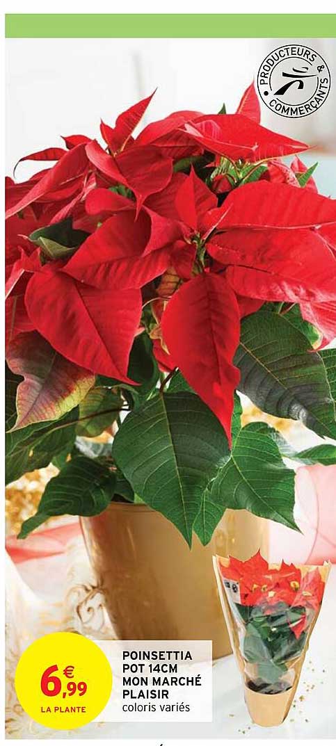 poinsettia pot 14 cm mon marché plaisir