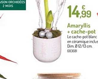 amaryllis + cache pot