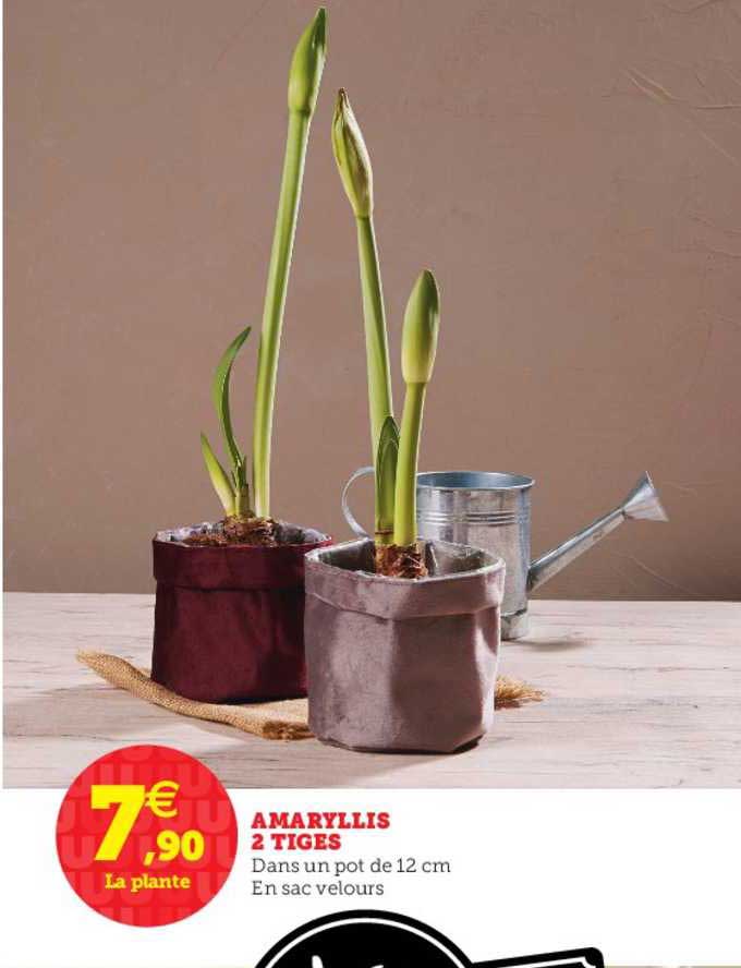 amaryllis 2 tiges
