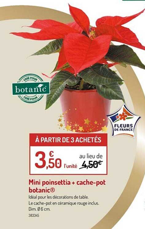mini poinsettia + cache pot