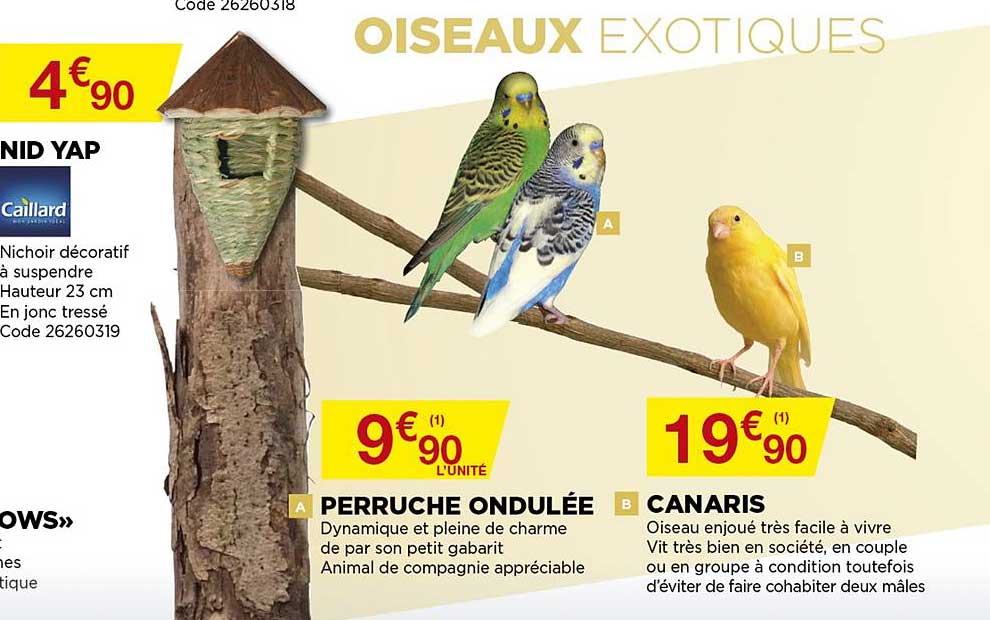 oiseaux exotiques perruche ondulée, canaris