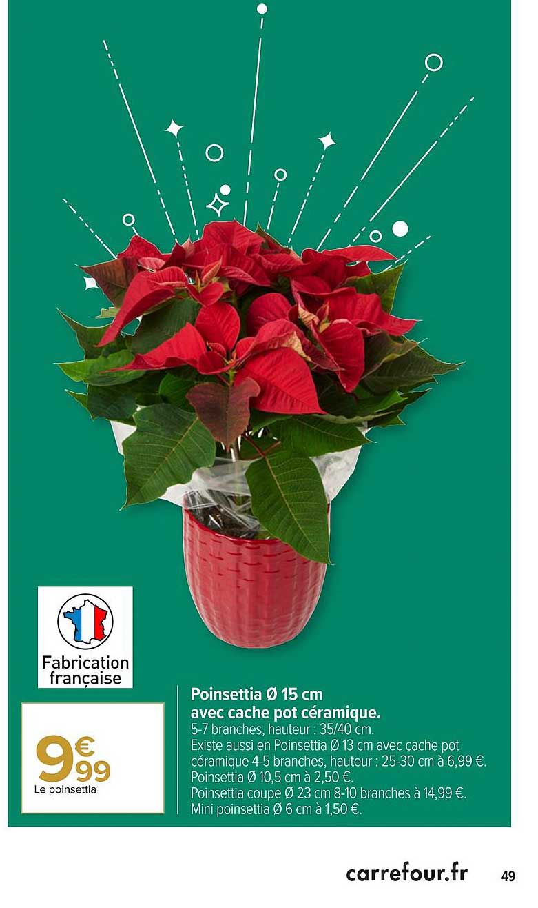 poinsettia 15 cm