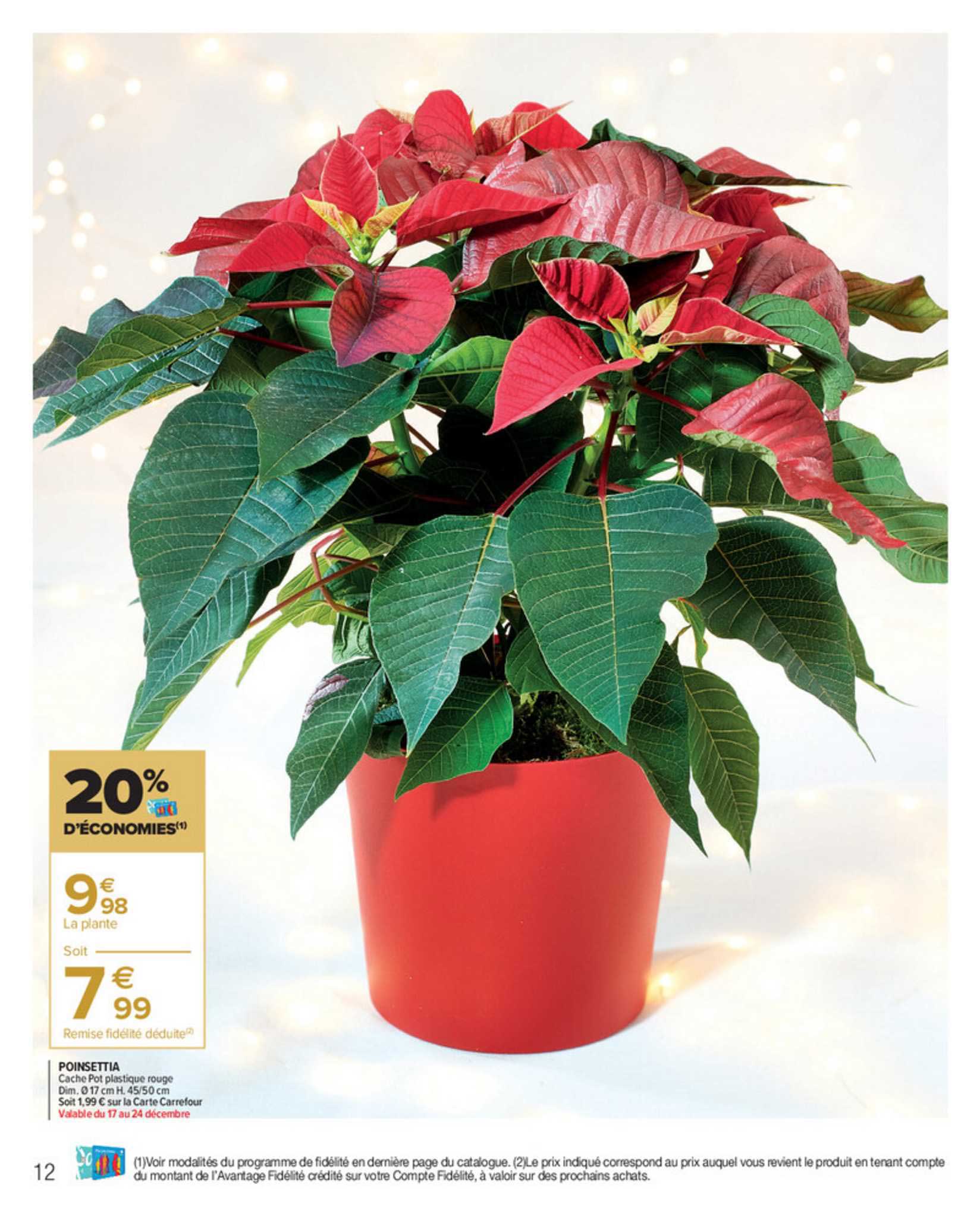 poinsettia