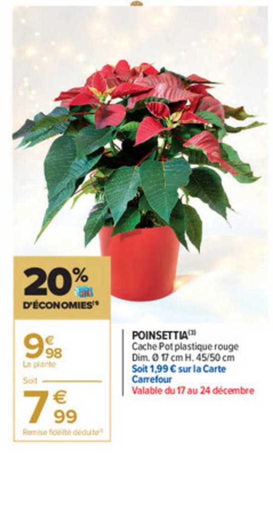 poinsettia