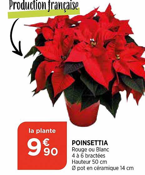 poinsettia