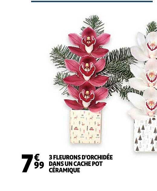 3 fleurons d'orchidée dans un cache pot céramique