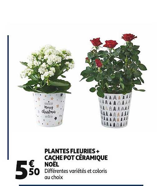 Plantes Fleuries + Cache Pot Céramique Noël