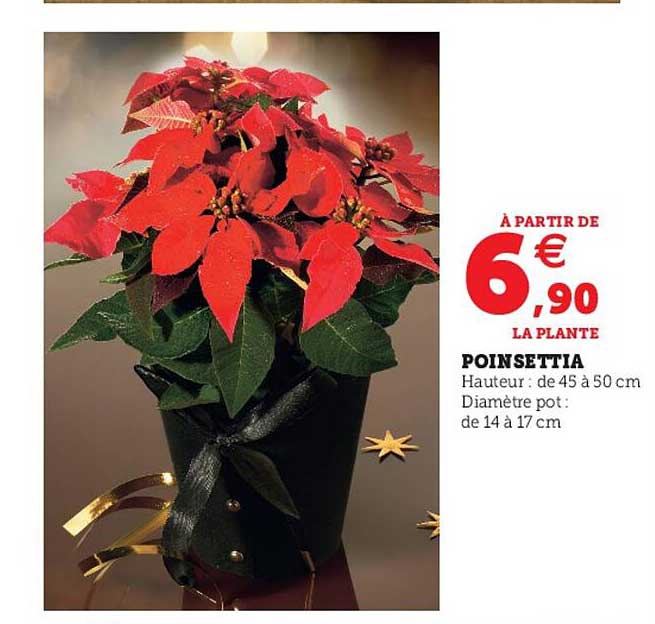 poinsettia