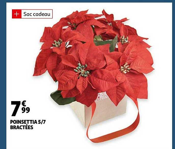 poinsettia 5-7 bractées
