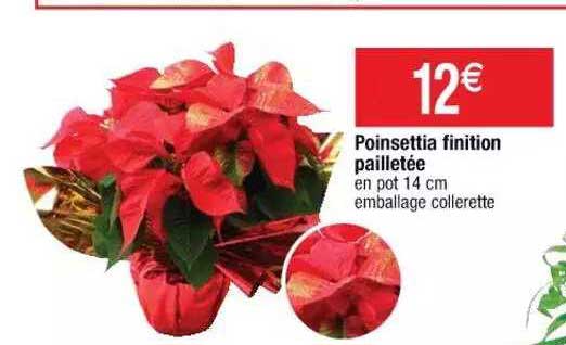 poinsettia finition pailletée