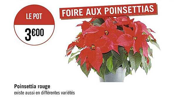poinsettia rouge