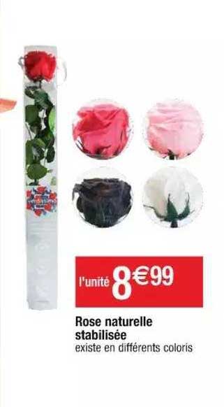 rose naturelle stabilisée