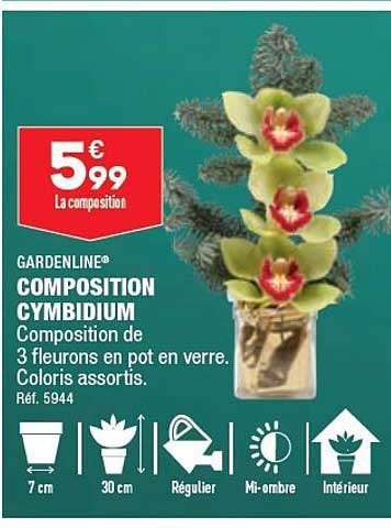 gardenline composition cymbidium