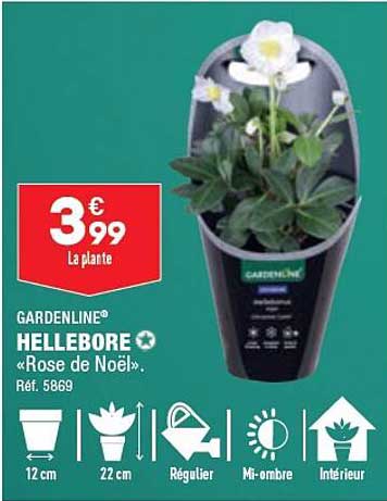 gardenline hellebore