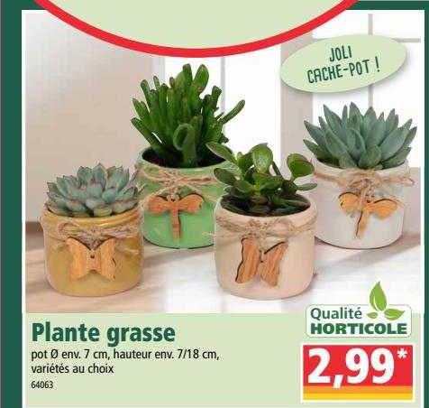 plante grasse