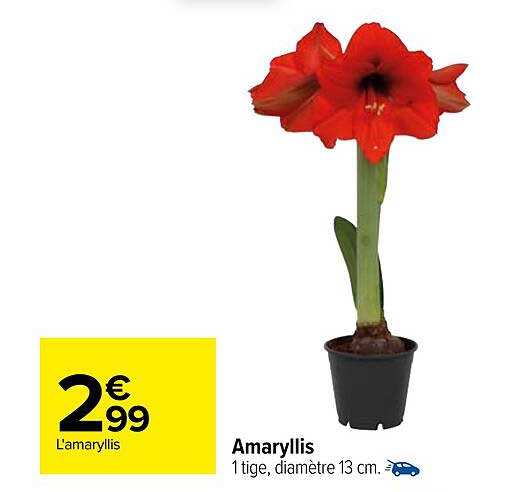 Amaryllis